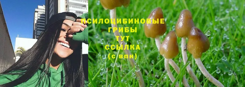 цены   Гудермес  Галлюциногенные грибы MAGIC MUSHROOMS 